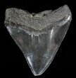 Bargain, Fossil Megalodon Tooth #53028-2